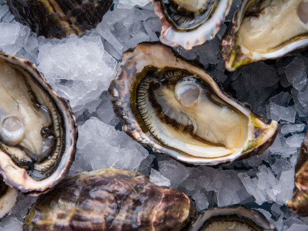 805040 aquaculture nz southland new zealand credit aquaculture new zealand 1