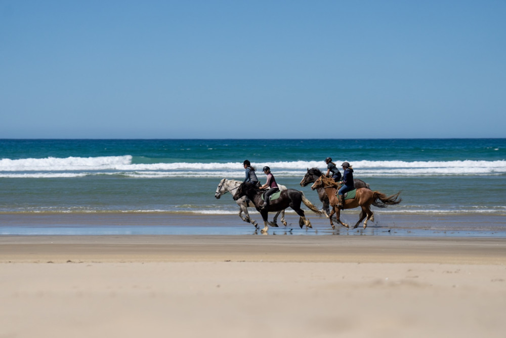 Catlins Horses v2