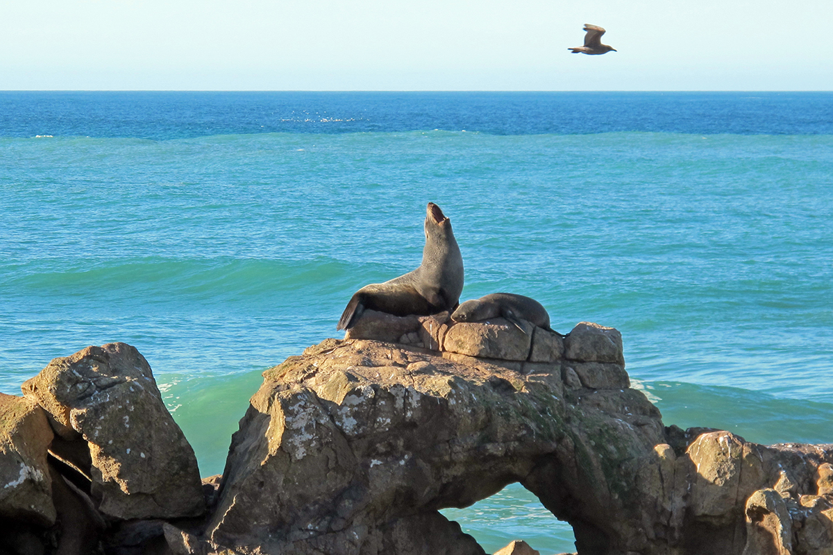 Day 14 image 1 Abundant wildlife awaits on the Otago Peninsula credit bennettandslater.co.nz WEB