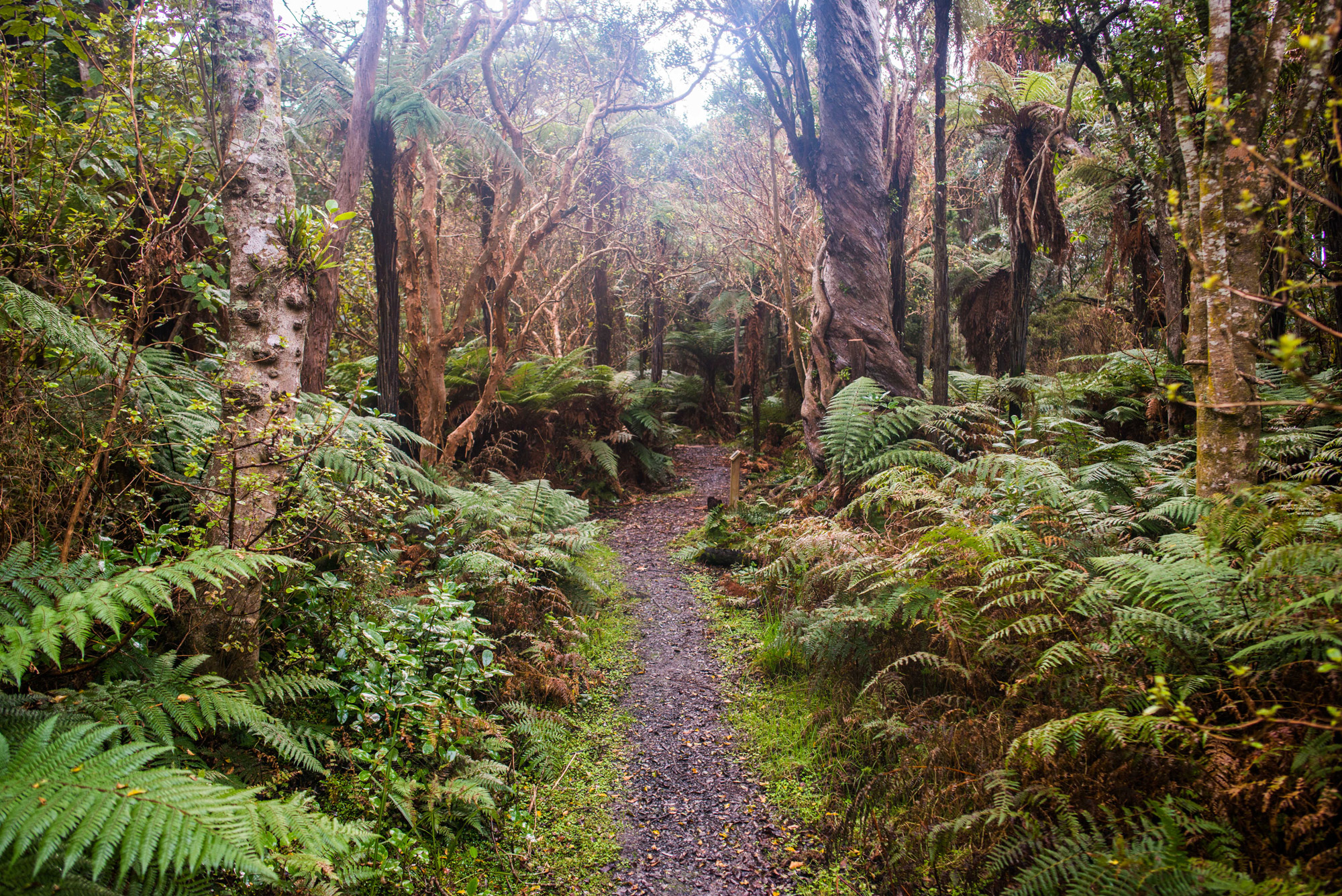 Nature Lovers Tile Southland Forest