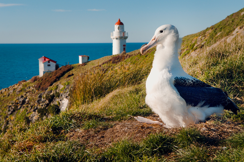 RoyalAlbatross DunedinNZ