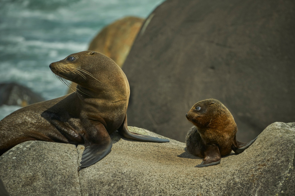 Seals Southland New Zealand Credit Graham Dainty