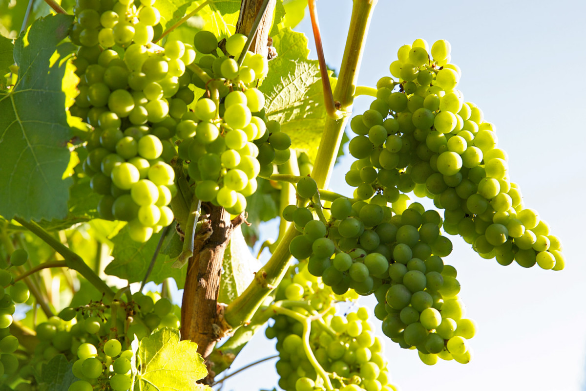 Central Otago Green Grape Vine Ripe