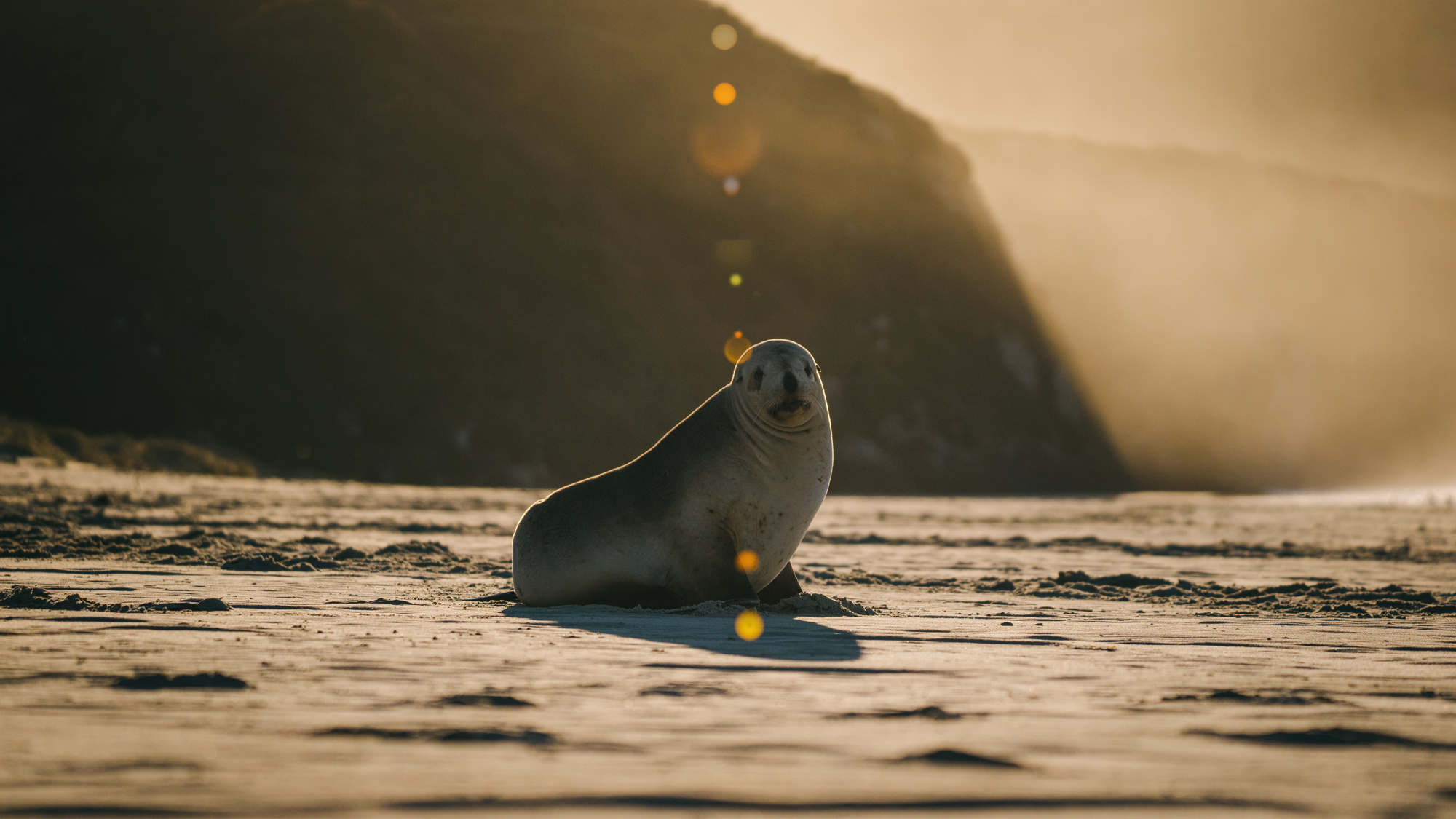 Wildlife Care Code seal beach 