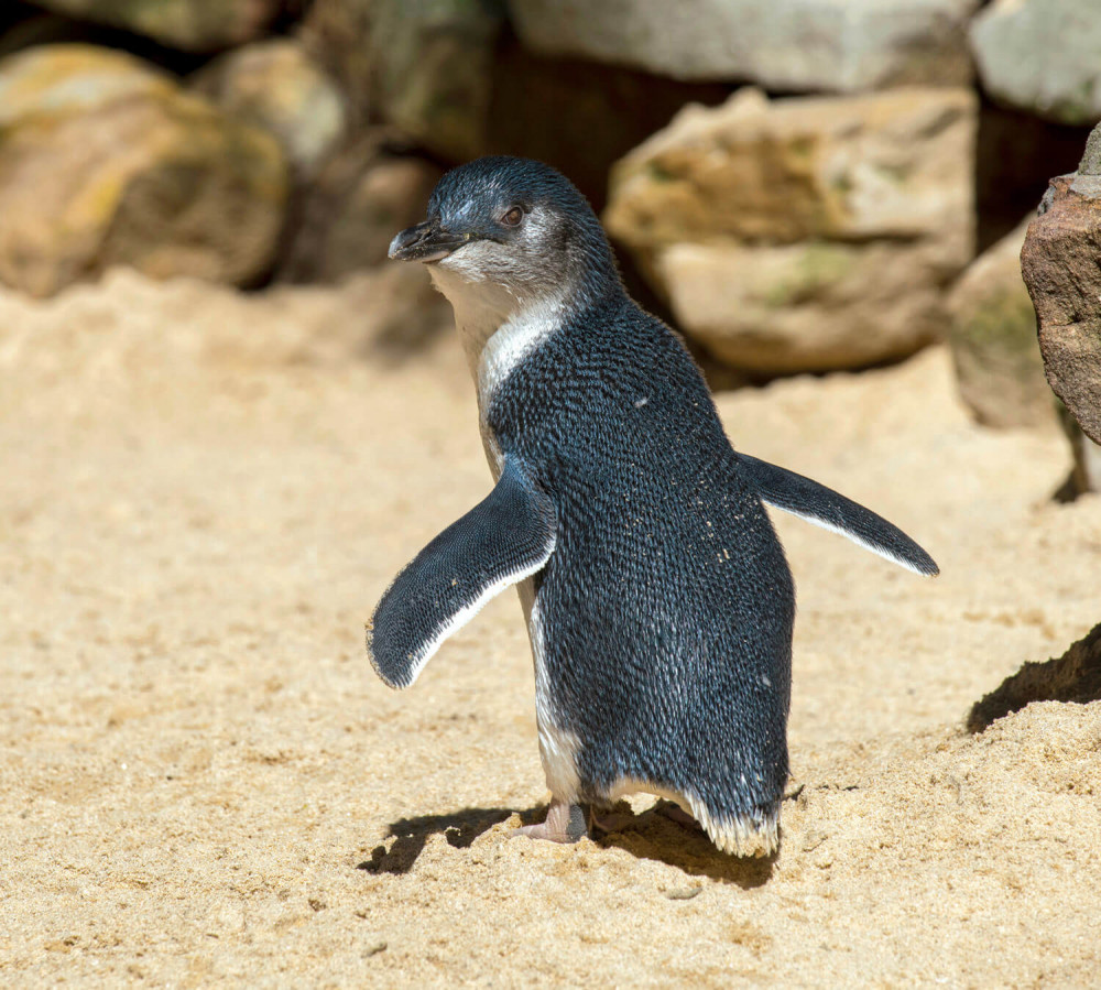 little blue penguin